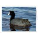 Search for coots Waterfowl
