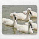 Search for young bird mousepads Fluffy