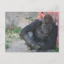 Recherche de gorille cartes postales Nature