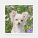 Recherche de chihuahua serviettes Mignon