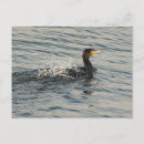 Recherche de cormoran cartes postales Oiseau