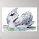 Recherche de cygne blanc posters Sauvagine