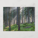 Search for sunbeam postcards Forest