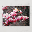 Search for washington dc postcards Blossoms