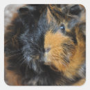 Search for brindle stickers Pet