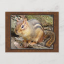 Search for chipmunks postcards Wildlife