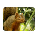 Recherche de faune et flore magnets Photographie