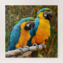 Search for unique bird Tropical