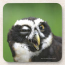 Search for emotion coasters Animal