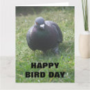 Search for pigeon birthday cards Nature