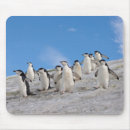 Search for aquatic birds electronics Wildlife