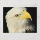 Search for anthem postcards Patriot
