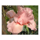 Search for painted iris posters Pink