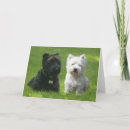Search for scotty dog westie cards Animals