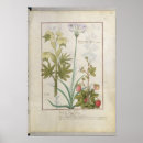 Search for herbal medicine posters Testard