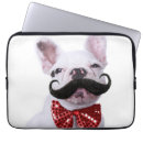 Search for moustached photography French bulldog puppy