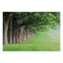Search for kentucky state tree Countryside