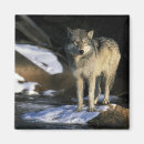 Recherche de lupus magnets Loup