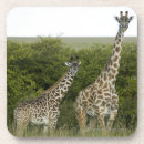 Search for looking at camera coasters Horizontal