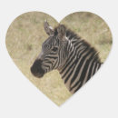 Search for zebra heart Africa