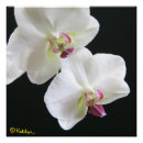 Recherche de orchidée blanche posters Floral