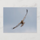 Search for marsh postcards Bird