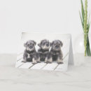 Search for looking front cards Dog