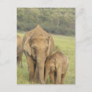 Search for corbett postcards Wildlife