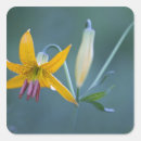 Search for mt rainier national park stickers Usa