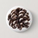 Search for cones buttons Pine