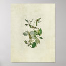 Search for flycatcher posters Audubon