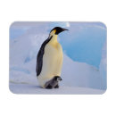 Recherche de empereur magnets Neige
