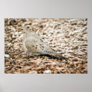 Recherche de colombe de deuil posters Zenaida macroura