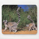 Recherche de lemur tapis souris En danger
