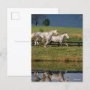 Recherche de percheron cartes postales Chevaux
