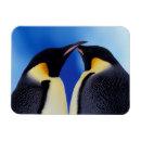 Recherche de penguin magnete Antarctique