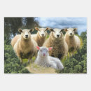 Search for flock wrapping paper Lamb