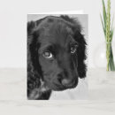 Search for spaniel dog cards Sorry