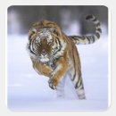 Search for siberian tiger stickers Wild