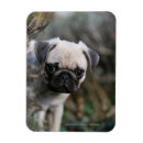 Recherche de chiot de carlin magnets Balais