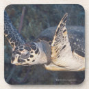 Search for tropical climate barware Wildlife