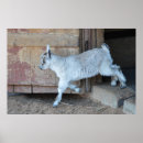 Recherche de animaux ferme bébé posters Pays