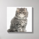 Recherche de chaton persan art Félin