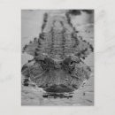 Recherche de crocodile photographie Floride