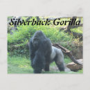 Search for silverback gorilla postcards Zoo