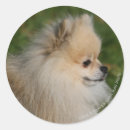 Search for profile stickers Canine photographer