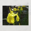 Recherche de iris jaune cartes postales Nature