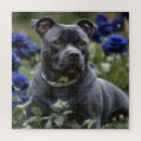 Search for bull terrier puzzles Staffordshire