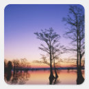 Search for cypress trees stickers Environment