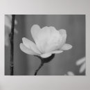 Search for magnolia posters Bloom